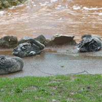 The day after the storm 005