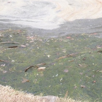 A Good heavy shower needed.