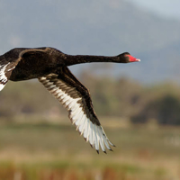 Keep your eyes peeled for a black swan!
