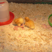 The day after the storm 009