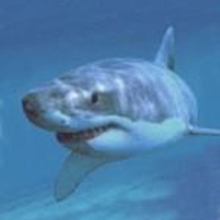 Great-White-Shark-spotted-off-the-25113