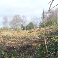 More trees for the chop 003