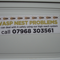 Wasps