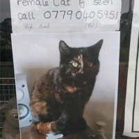 Missing cat