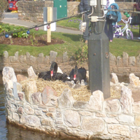 The new cygnets 2016