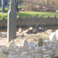 The new cygnets 2016 006