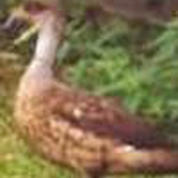 Crested-Duck-2