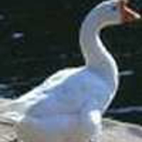 Chinese-Goose-2