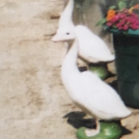 STOLEN FROM MY MUMS GARDEN