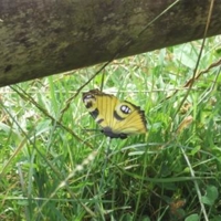 A questionable butterfly