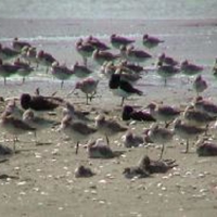 Rare-wildlife-bonanza-at-nature-25227