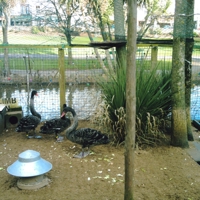 nasty bird 002-25625