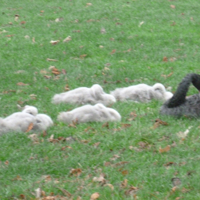 A bit chilly for our feathered friends