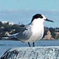 Tern