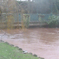 Dawlish Brook 30th December 2015 017