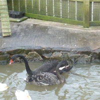 Swan lover Rose buys 'wives' for Dawlish flock  