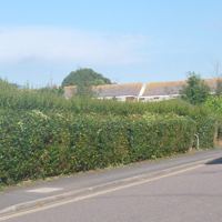 Sandy Lane hedge
