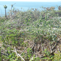 Why have these been cut 003