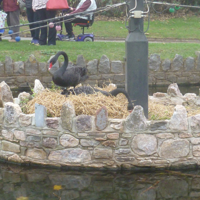 New cycle path plus swans nesting 005