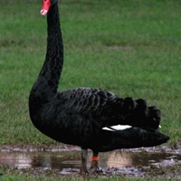 Black-Swan-25532