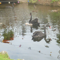 New Cynets doing well