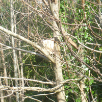 More trees for the chop 006