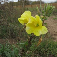 A few pics of walk around Dawlish Warren bird sanctuary, 14 11 2016.