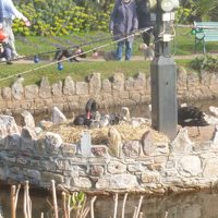 The new cygnets 2016 008