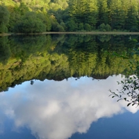 18082505yew_tree_tarn