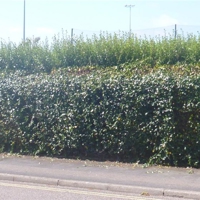sandy lane hedge 002