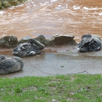 The day after the storm 005