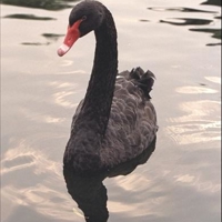Black Swan-25903