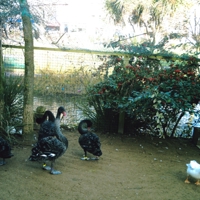 nasty bird 004-25624