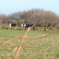 A lovely start to March 001