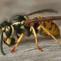 My-Killer-wasp-sting-25251