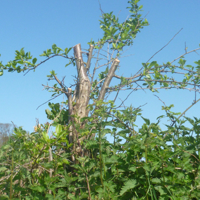 Why have these been cut 001