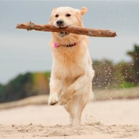 dogs-allowed-on-beach