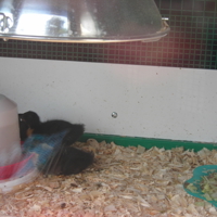 Famous Black Swans 005