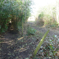 More trees for the chop 004