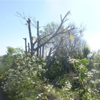 wonder why these trees have been cut?