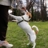 Is Dog Training Arroyo Grande Better With Camp or Boarding?