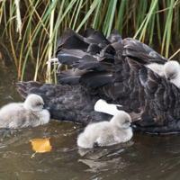Cygnets