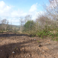 More trees for the chop 007