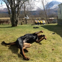 Dog Training Dawlish