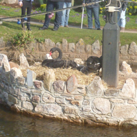 The new cygnets 2016 002