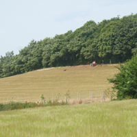 A taste of the Country Park at Port Road 004