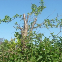 why have these been cut 001