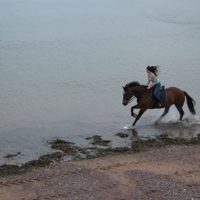 have horse will travel