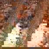 11th - 12th Century History