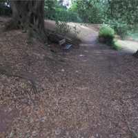 Lack of street cleaning in Dawlish